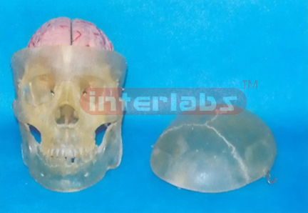 85 CM TALL ADULT CLEAR SKULL WITH PINKISH BRAIN.